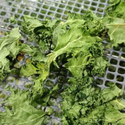 WhatsApp Image 2025-01-16 at 2.21.48 PM #ServicioDeSecadoDeVerduras #SecadoDeVerduras #DeshidrataciónDeVerduras #VerdurasDeshidratadas #MaquilaDeSecado #ProductosNaturales #AlimentosSaludables #SecadoPorConvección #VerdurasEnPolvo #Sostenibilidad